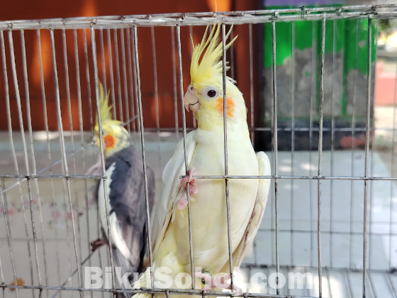 Cokatel bird